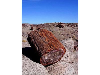 Photo Petrified Wood 2 Travel