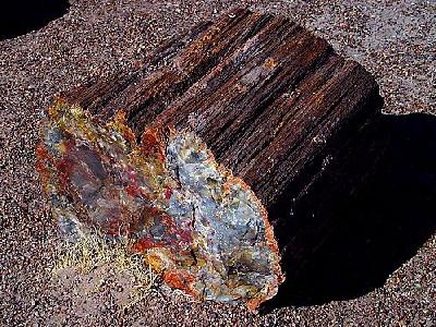 Photo Petrified Wood 3 Travel