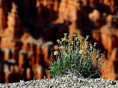 Photo Bryce Canyon Rim Travel