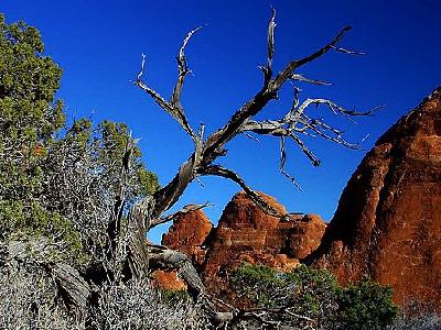 Photo Dead Tree Travel