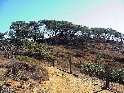 Photo Torrey Pines State Park Travel