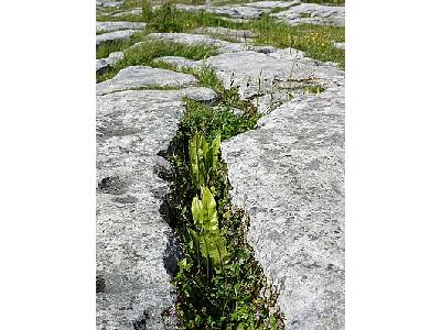 Photo The Burren Travel