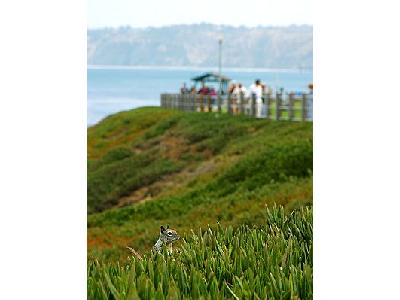 Photo La Jolla Squirrels Travel