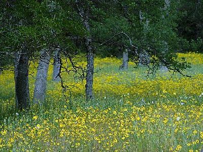 Photo Predawn Forest In Sequoia Travel