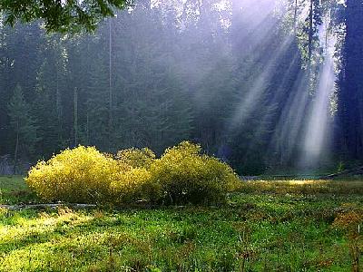 Photo Rays On The Meadow Travel