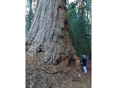 Photo Sequoia Travel