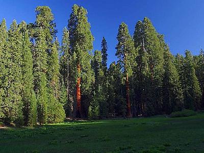 Photo Sequoia 2 Travel