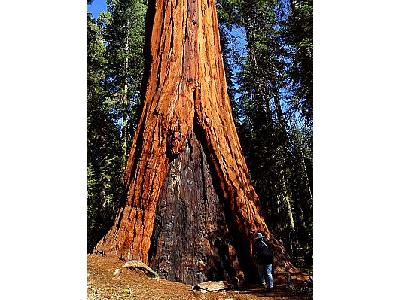 Photo Sequoia 3 Travel