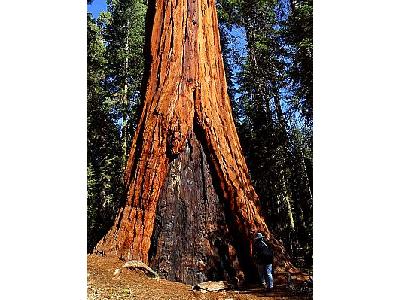 Photo Sequoia 3 Travel