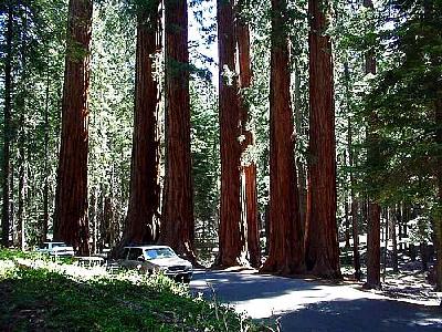 Photo Sequoia Park 4 Travel