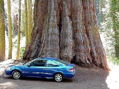 Photo Sequoia Park 6 Travel