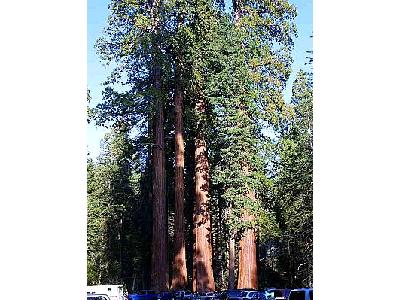 Photo Sequoias Travel