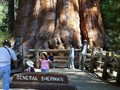 Photo Sherman Tree 2 Travel