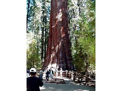 Photo Sherman Tree 3 Travel