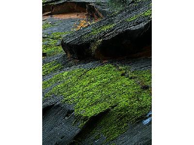 Photo Zion Canyon Moss Travel