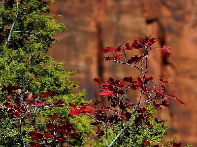 Photo Zion National Park 11 Travel