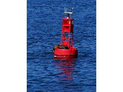 Photo Buoy Seal Other