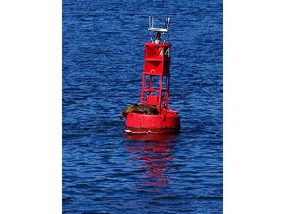 Photo Buoy Seal Other