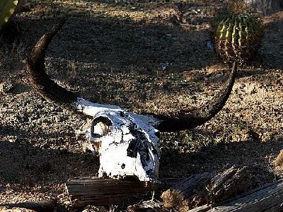 Photo Cow Skull 2 Other