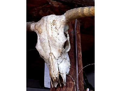 Photo Cow Skull Other