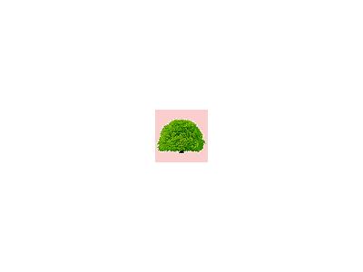 Logo Nature 146 Animated