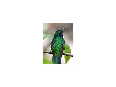 Photo Small Hummingbird Animal