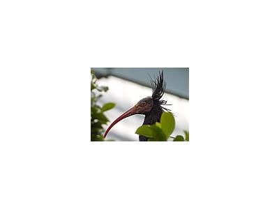 Photo Small Ibis Animal
