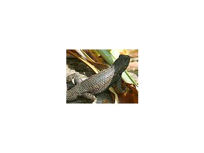 Photo Small Lizard Animal