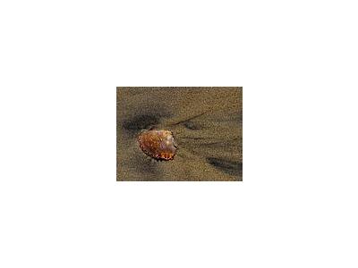 Photo Small Crab Shell Animal
