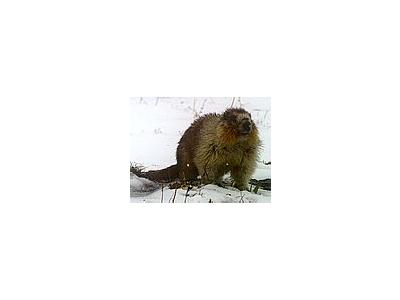 Photo Small Marmot Animal