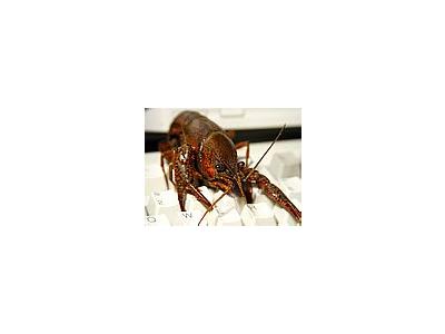 Photo Small Crawfish 2 Animal