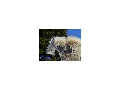 Photo Small Mountain Goat Animal