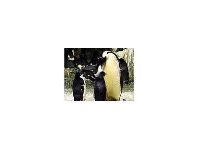 Photo Small Penguins Animal