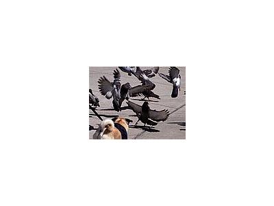 Photo Small Pigeon Attack Animal