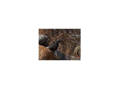 Photo Small Quail Animal