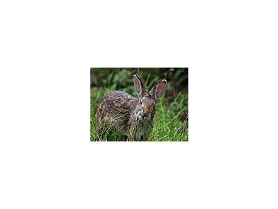 Photo Small Rabbit Animal