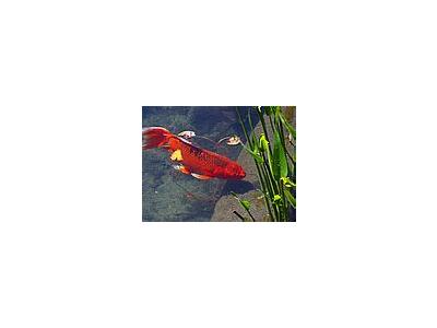Photo Small Red Goldfish Animal