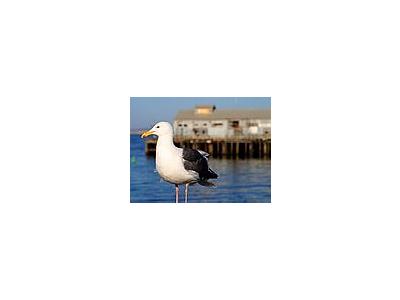 Photo Small Seagull Animal
