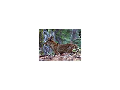 Photo Small Grey Foxes Animal