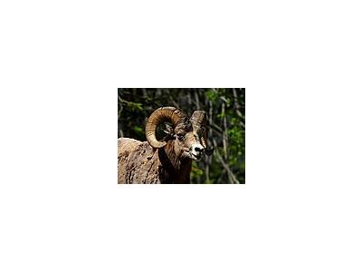 Photo Small Rocky Mountain Bighorn Sheep Animal