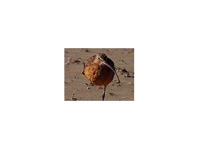 Photo Small Sand Piper 2 Animal