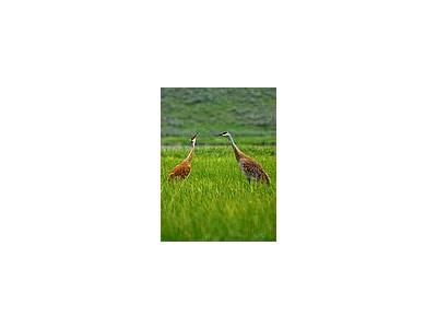 Photo Small Sandhill Cranes Animal