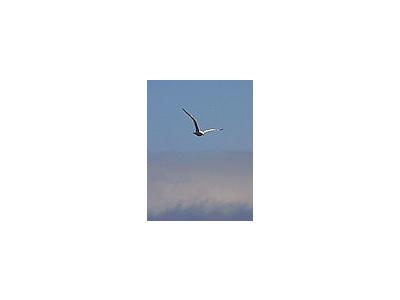 Photo Small Seagull 2 Animal
