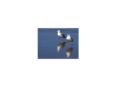 Photo Small Seagulls And Beach Animal