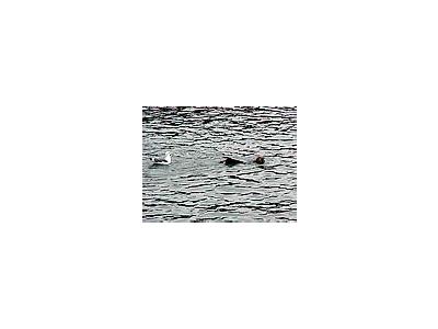 Photo Small Seal 2 Animal
