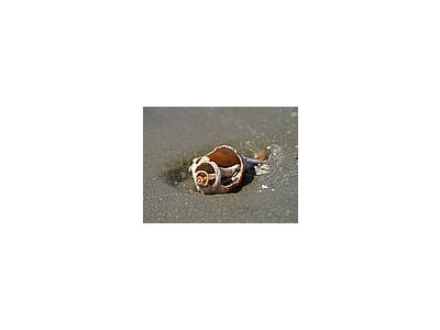 Photo Small Shell Animal