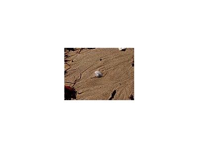 Photo Small Shell In The Sand Animal