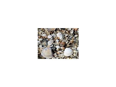 Photo Small Shells Animal