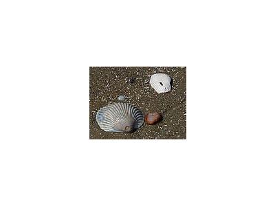 Photo Small Shells 2 Animal