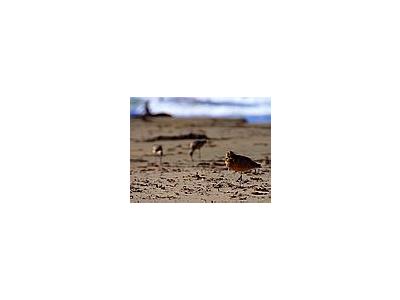 Photo Small Sand Piper Animal